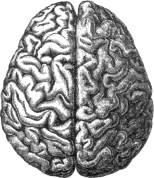 Medical diagram of a human brain