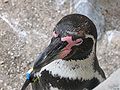 Humboldt pinguin hoofd macro - penguin head.jpg