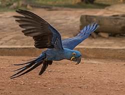 Hyacinth macaw (Anodorhynchus hyacinthinus) in flight.JPG