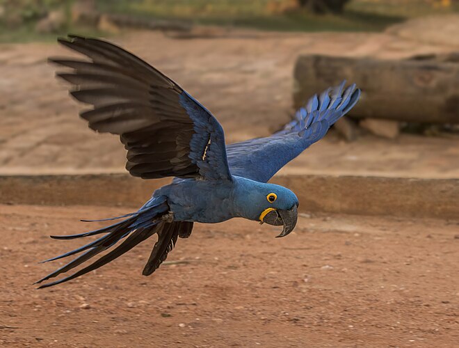 Гиацинтовый ара (Anodorhynchus hyacinthinus) в полёте