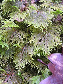 Glittering Wood-moss (Hylocomium splendens) Hylocomium splendens 2005.03.31 10.33.44.jpg