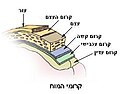 תמונה ממוזערת לגרסה מ־23:28, 25 במאי 2007