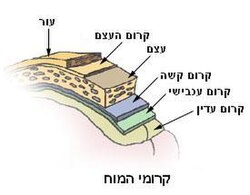 תרשים המתאר של שלושת הקרומים במערכת העצבים המרכזית: קרום קשה, קרום עכבישי וקרום עדין