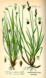 Ilustracja Carex ornitopoda0.jpg