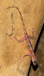Инди шӧртньӹ геккон лӓктӹшлӓн миниатюра