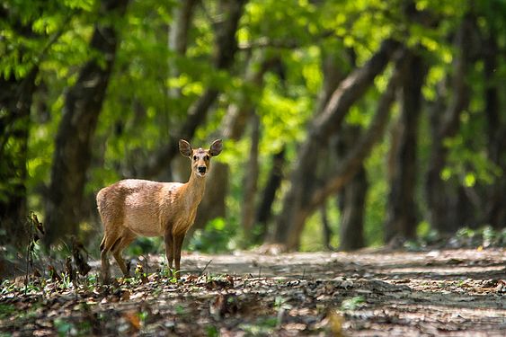 A habitat shot of Indian hog deer (female), at Orang Tiger Reserve, Assam, India