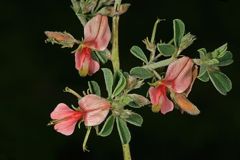 File:Indigofera circinnata 1DS-II 3-2167.jpg