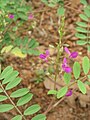 Indigofera (quelle espèce ?)