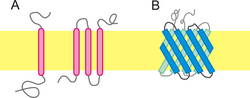 Vorschaubild für Transmembranprotein