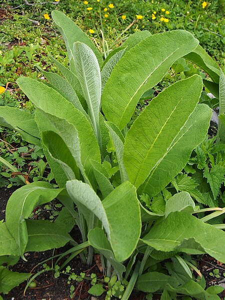 File:Inula helenium Oman wielki 2019-05-05 01.jpg