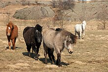 Chevaux islandais aux robes variées, dont un isabelle, un noir, un alezan et un palomino au fond.