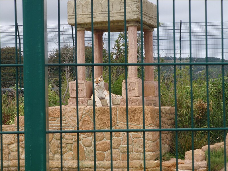 File:Isle of Wight Zoo - tiger m. indisk tema.jpg