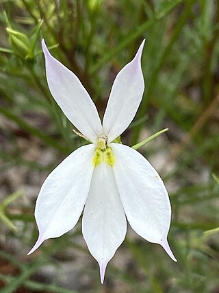 <i>Isotoma anethifolia</i> Species of flowering plant