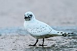 Fayl:Ivory Gull - Pagophila eburnea - Ísmáfur.jpg üçün miniatür