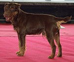 Jagdterrier brązowy LM.jpg