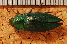 Jewel Beetle (Latipalpis plana) (8272931478).jpg