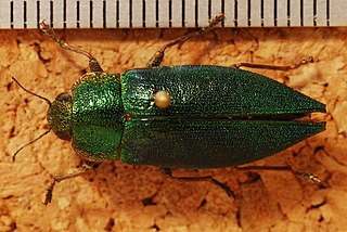 <i>Latipalpis</i> Genus of beetles