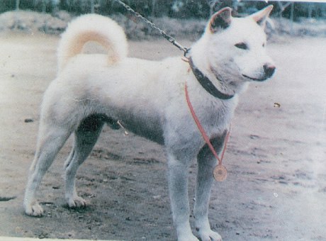 Korea Jindo Dog