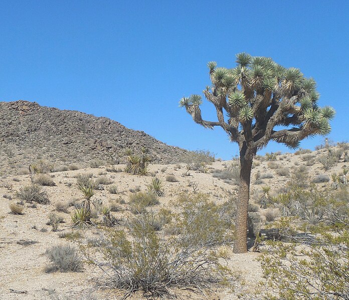 File:JoshuaTree 20150911.jpg