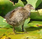 Juvenile Spot-flanked Gallinule.jpg