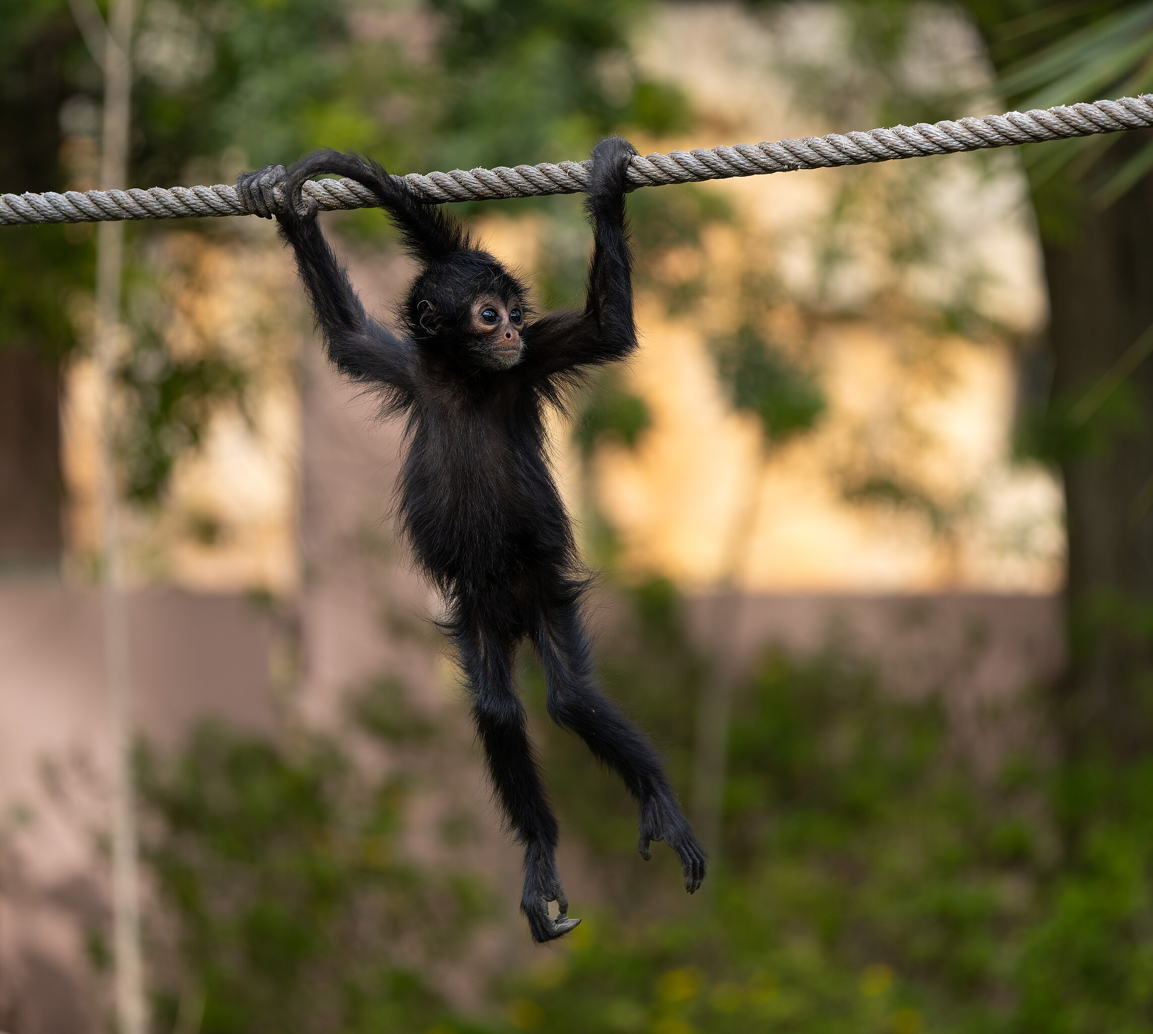 File:Juvenile black-headed spider monkey (Ateles fusciceps), Lisbon Zoo,  Portugal julesvernex2.jpg - Wikimedia Commons