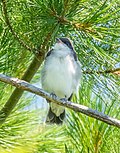 Thumbnail for File:Juvenile eastern kingbird (00235).jpg