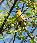 Thumbnail for File:Juvenile orchard oriole in GWC (12190).jpg