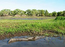 Estuarine crocodile in Yellow Water Billabong