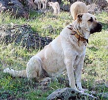 Kangal dog with spikey collar, Turkey.jpg