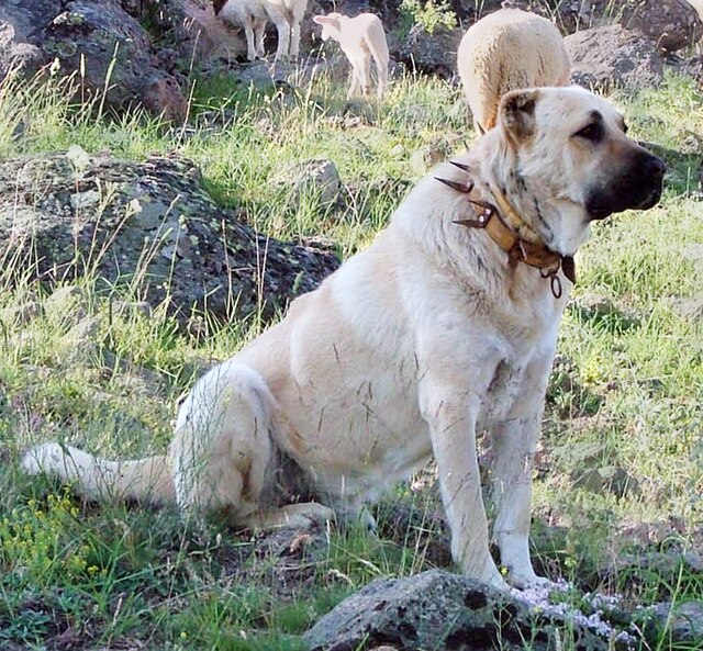 Cão Fila de São Miguel Dog Breed Information, Pictures