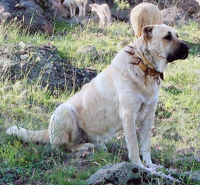 Berger Kangal Wikip dia