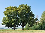 Wartbiegel - Katharinenlinde und Umgebung