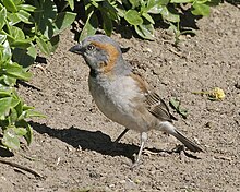 Kenya Rufous Burung gereja (Passer rufocinctus rufocinctus).jpg