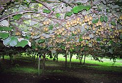 Kiwi: Biologi, Historik och odling, Näringsvärde och hantering