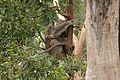Koala-Melbourne-Zoo-20070224-012.jpg