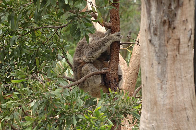 File:Koala-Melbourne-Zoo-20070224-012.jpg