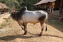 Krishna Valley bull.jpg