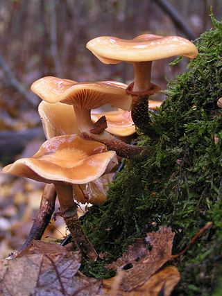 <i>Kuehneromyces</i> Genus of fungi