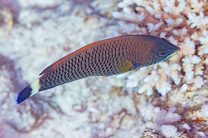 File:Lábrido (Pseudodax moluccanus), mar Rojo, Egipto, 2023-04-17, DD 80.jpg