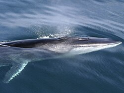 Surfacing in the Kenai Fjords, Alaska