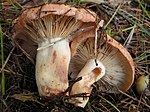 Lactarius vinaceorufescens