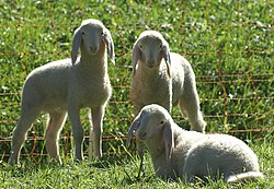 A trio of lambs Laemmer1.JPG