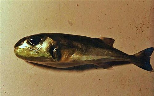 Lagocephalus scelaratus. Lagocephalus laevigatus (Linnaeus, 1766) smooth Puffer (Eng).