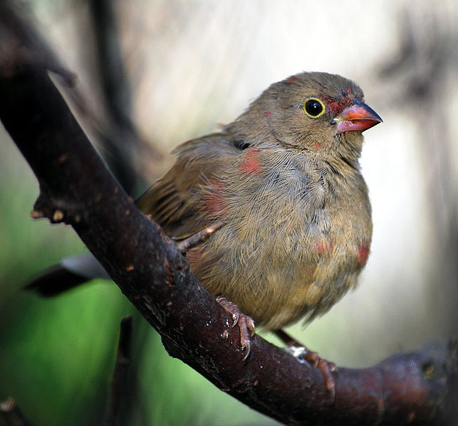 File:Lagonosticta senegala - Female - adelaide Zoo.JPG