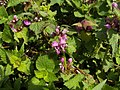 de: Gefleckte Taubnessel (Lamium maculatum), Ort: Marburg, Hessen, Deutschland en: Dead Nettle (Lamium maculatum), Location: Marburg, Hesse, Germany