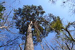 Pinus glabra üçün miniatür