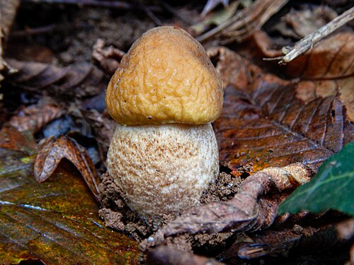 Fungo Leccinellum pseudoscabrum (Kallenb.) Mikšík. Bosco misto di castagni, Monte Rocca Romana, Lazio