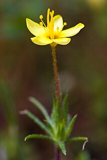 <i>Leptosiphon acicularis</i> Species of flowering plant
