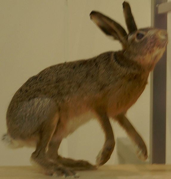 File:Lepus capensis 0zz.jpg