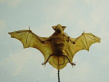 Petite chauve-souris en bambou.JPG